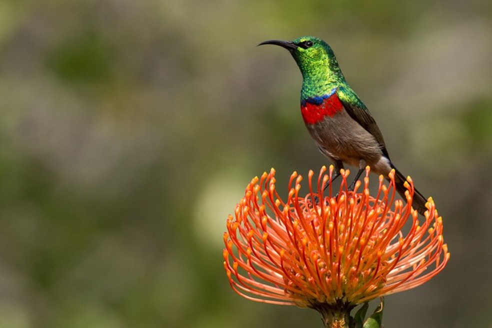 Espécies de pássaros cantam a mesma música há um milhão de anos