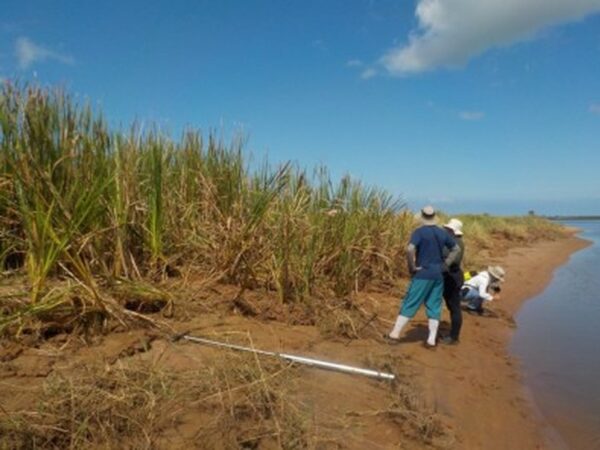 Estudo mostra eficácia de planta aquática para recuperar ambiente impactado por minério de ferro