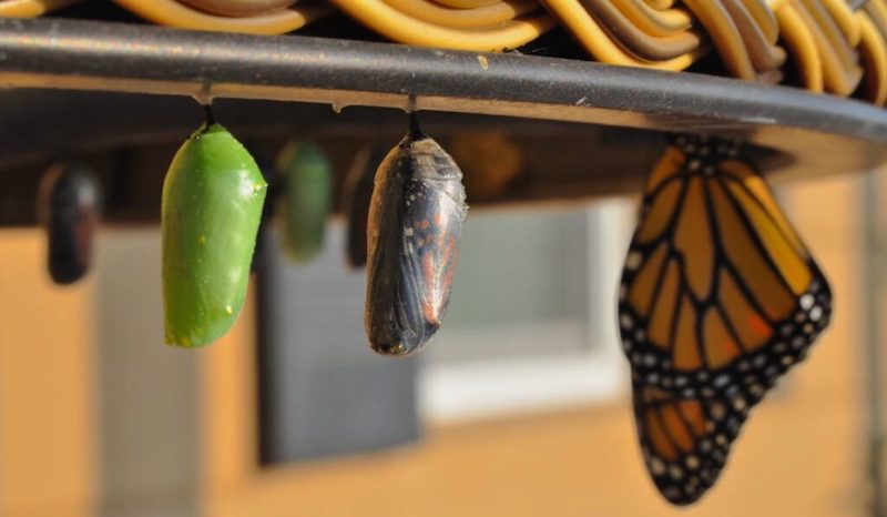 População de borboletas-monarca aumenta 125% em 1 ano graças a trabalho de conservação ambiental