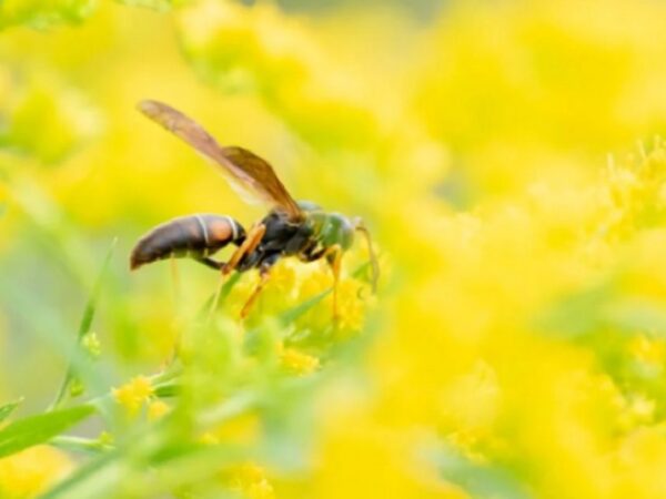 Flores podem substituir agrotóxicos nas plantações