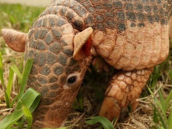 Atropelamentos em rodovias brasileiras ameaçam existência do tatu-canastra