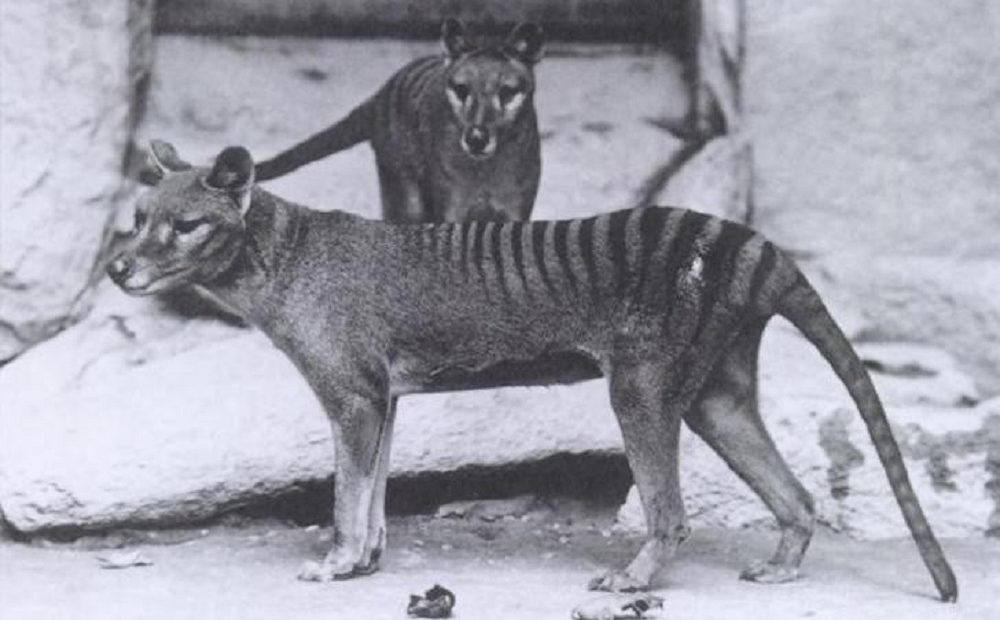 Austrália divulga nova imagem do extinto tigre-da-tasmânia