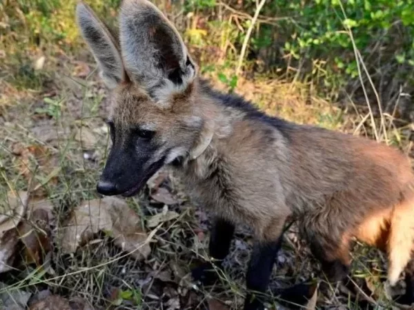 Lobinha Pequi se prepara para retornar à natureza na região do DF