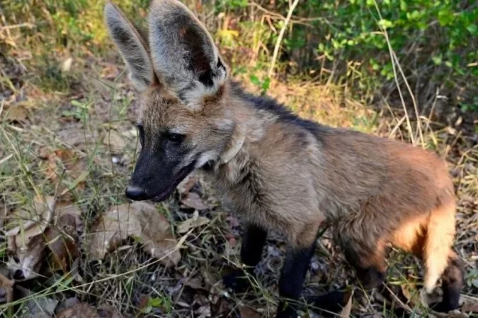 Lobinha Pequi se prepara para retornar à natureza na região do DF