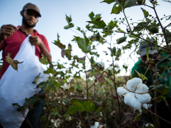 Projeto de algodão agroecológico em MG resgata tradições e garante seguranças alimentar