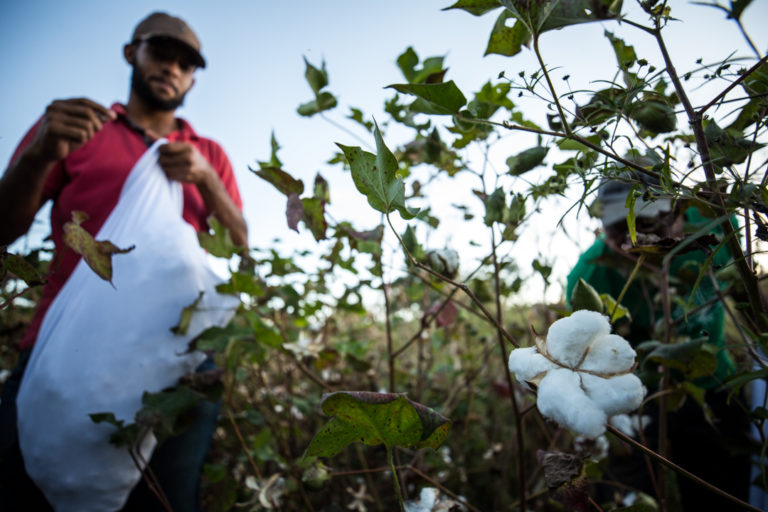 Projeto de algodão agroecológico em MG resgata tradições e garante seguranças alimentar