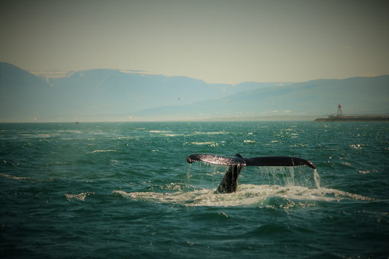 Islândia planeja acabar com a caça à baleia em 2024