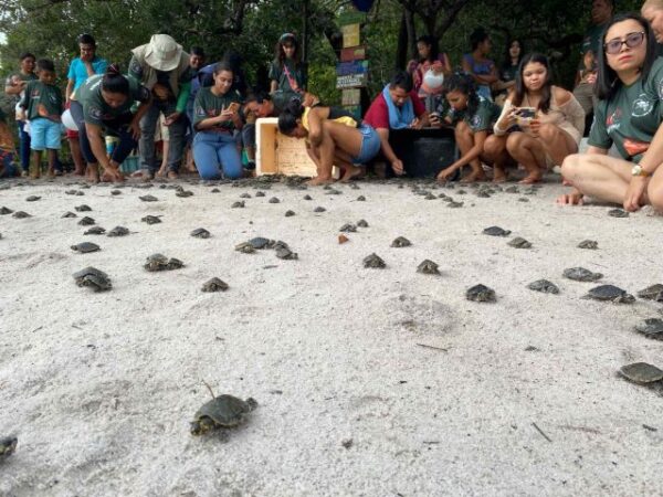 Filhotes de quelônios voltam à natureza na RDS do Uatumã