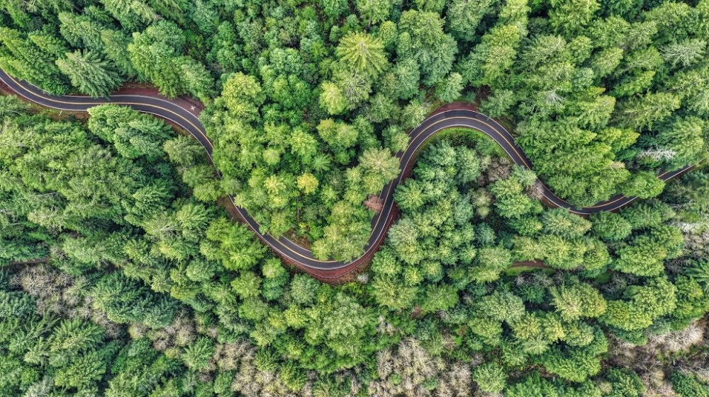 Iniciativa quer facilitar plantio de um trilhão de árvores no mundo