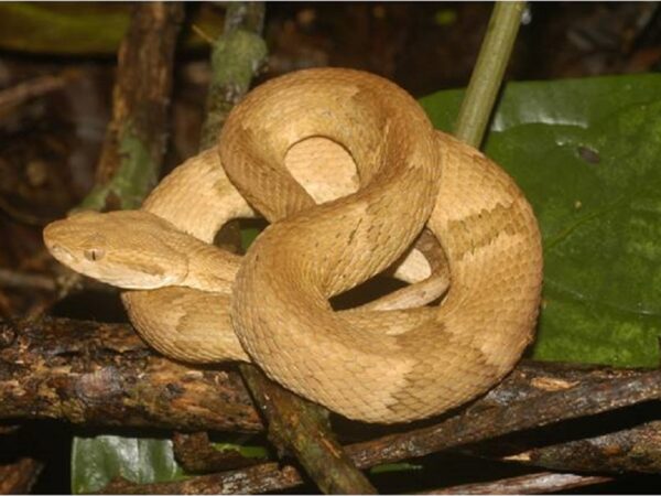 Livro celebra cem anos da descrição da jararaca-ilhoa com alerta sobre conservação da serpente endêmica