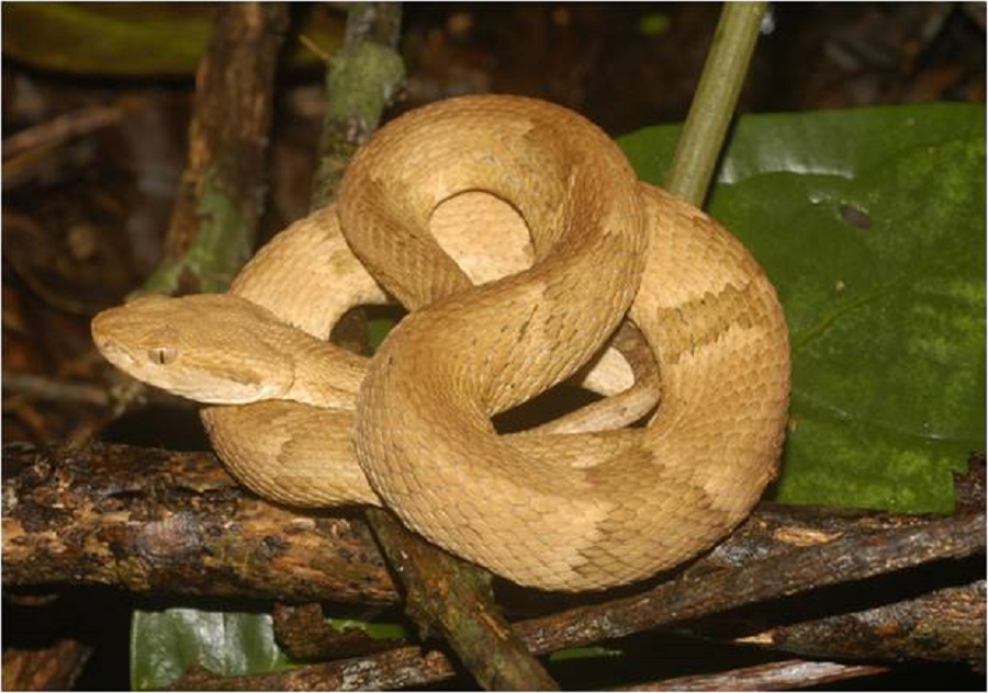 Livro celebra cem anos da descrição da jararaca-ilhoa com alerta sobre conservação da serpente endêmica