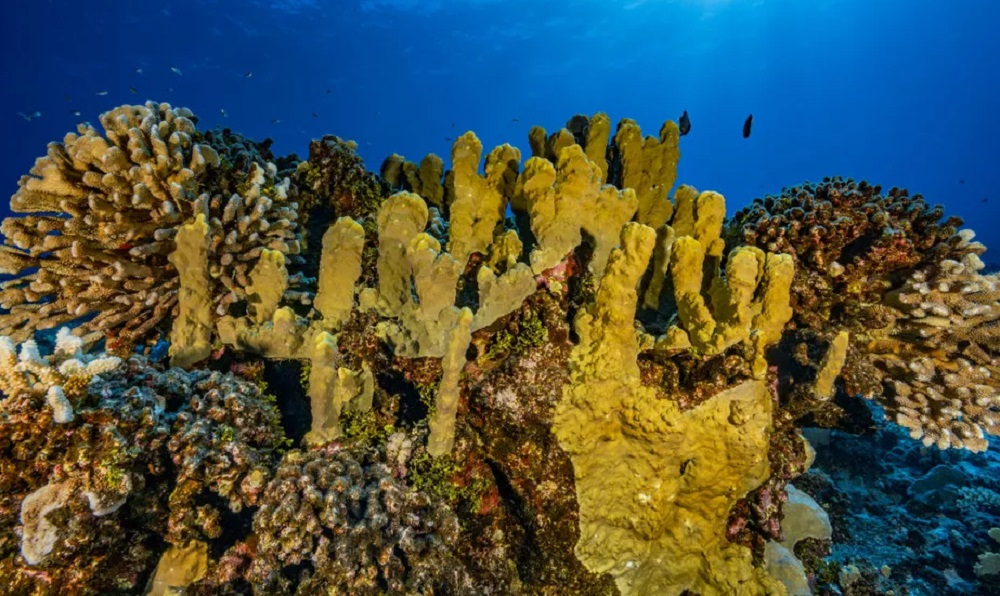 Pesquisa revela “jeitinho” de corais brasileiros para resistir ao aquecimento do oceano