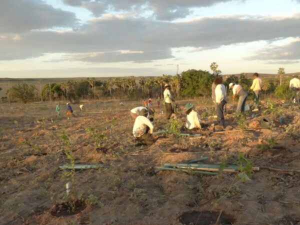 Mapeamento indica áreas prioritárias para restauração na Caatinga