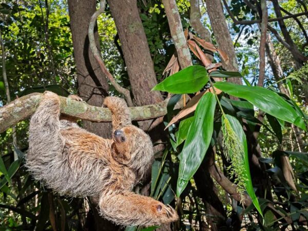 Em busca das preguiças-de-coleira na Mata Atlântica nordestina