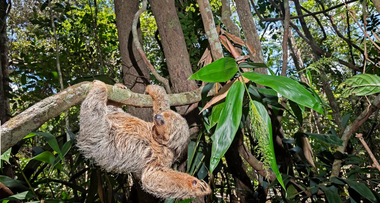 Em busca das preguiças-de-coleira na Mata Atlântica nordestina