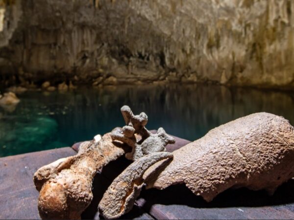 Expedição resgata subfósseis de tamanduás em caverna de Bonito