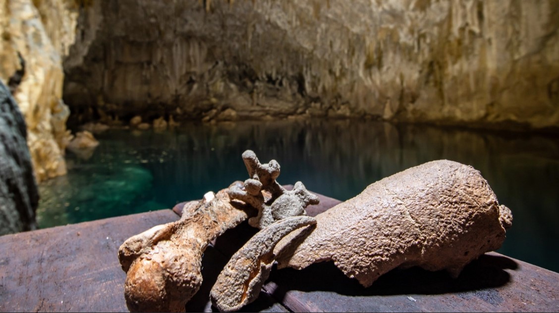 Expedição resgata subfósseis de tamanduás em caverna de Bonito