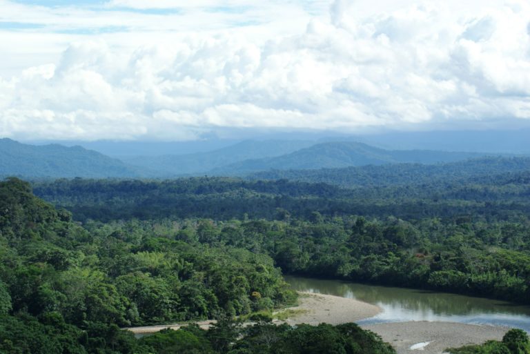 Existem 9 mil espécies de árvores ainda desconhecidas pela ciência, quase metade na América do Sul