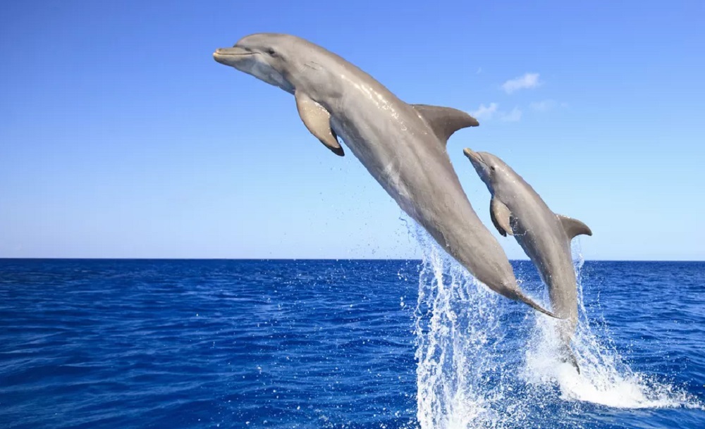 Golfinhos-nariz-de-garrafa produzem sons individuais únicos em mar aberto, revela pesquisa