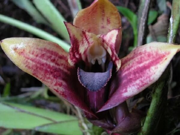 Espécie de orquídea descoberta no Equador está ameaçada pelo clima