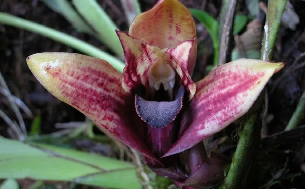 Espécie de orquídea descoberta no Equador está ameaçada pelo clima