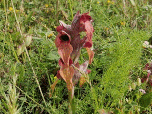 Maior população de orquídea rara é encontrada em base militar na França