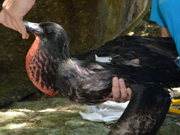 Monitoramento de fragatas revela rota das aves marinhas pelo litoral