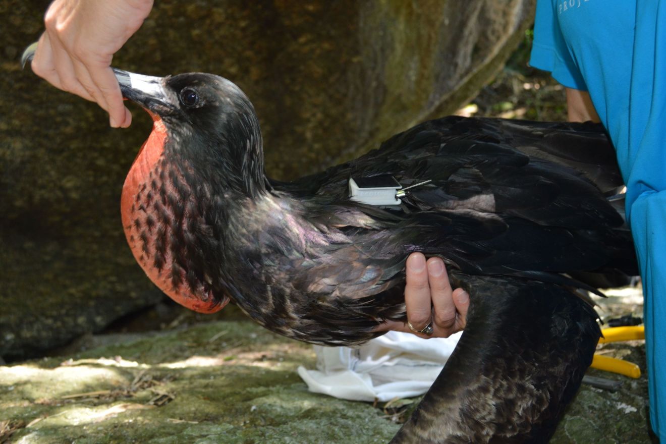 Monitoramento de fragatas revela rota das aves marinhas pelo litoral