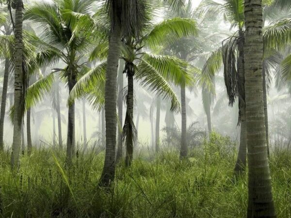 Papel das palmeiras nos ecossistemas pode estar subestimado