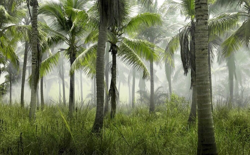 Papel das palmeiras nos ecossistemas pode estar subestimado