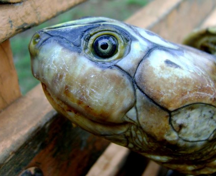 Livro Vermelho da Fauna: Amazônia tem 180 espécies sob risco de extinção