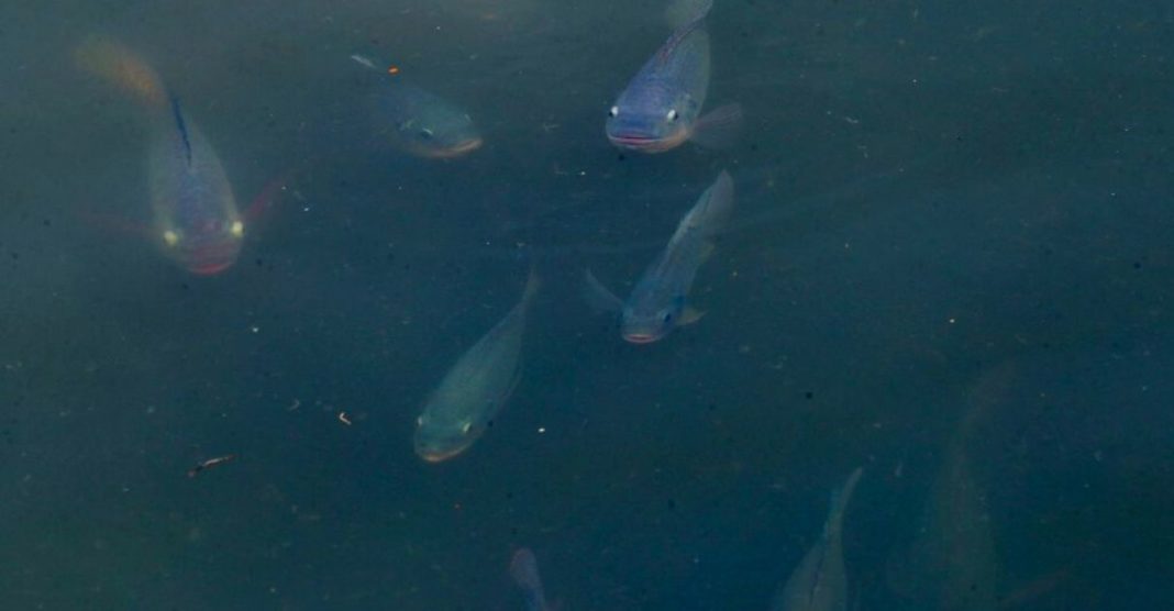 Graças à despoluição, cardumes de peixes são vistos no Rio Pinheiro pela 1ª vez em anos [VIDEO]
