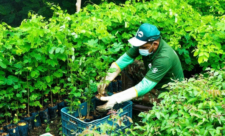 Projeto planta 5 mil mudas nativas na Reserva Natural Serra das Almas