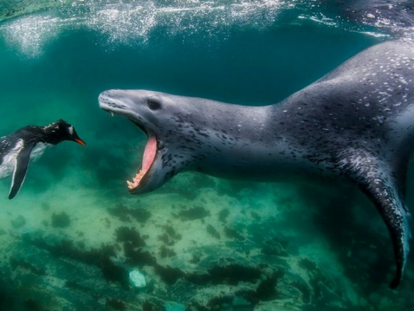 As fotos mais impressionantes do mundo natural