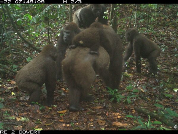 Grupo de gorilas mais raros do mundo é fotografado pela primeira vez