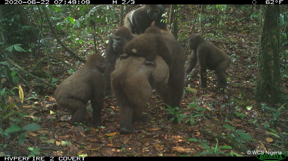 Grupo de gorilas mais raros do mundo é fotografado pela primeira vez