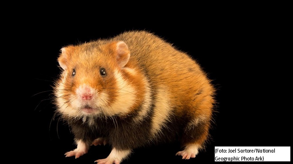 Hamster selvagem mais raro do mundo está criticamente ameaçado