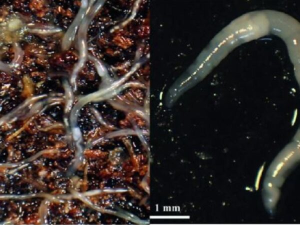 Brasileiros descobrem 20 novas espécies de microminhocas no Cerrado