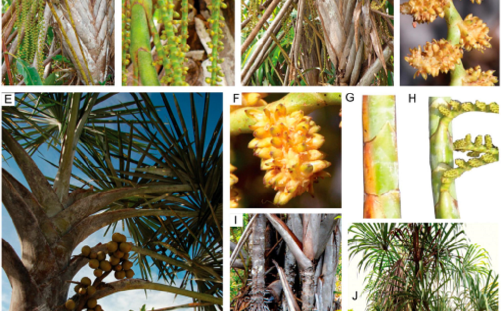 Nova espécie de palmeira Mauritiella é descoberta na Amazônia