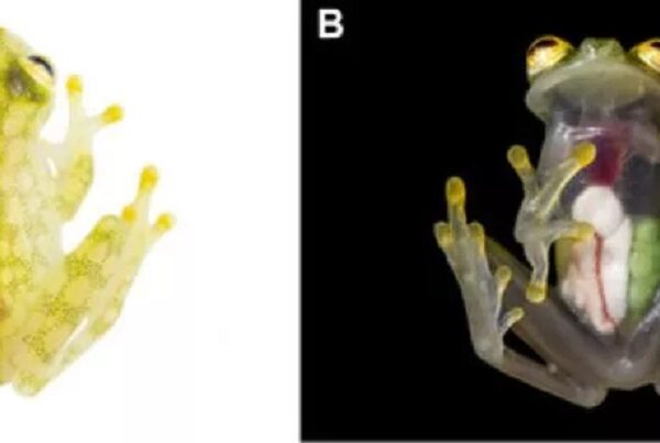 Duas espécies de rãs-de-vidro são descobertas perto de minas nos Andes