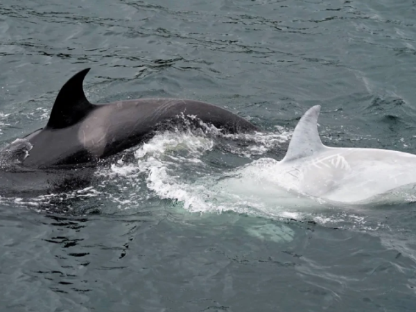 Biólogos filmam rara orca branca no Alasca; veja o vídeo