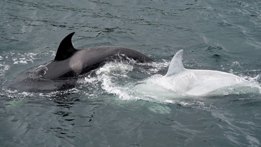 Biólogos filmam rara orca branca no Alasca; veja o vídeo