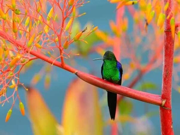 Corredores florestais ajudam a salvar as aves raras do Nordeste