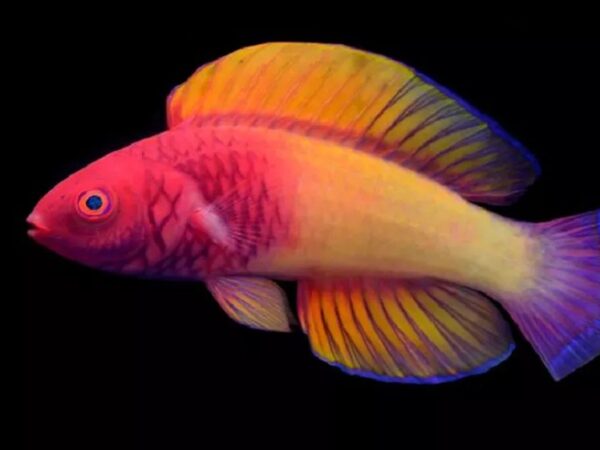 Cientistas descobrem nova espécie de peixe supercolorido que vive nas profundezas