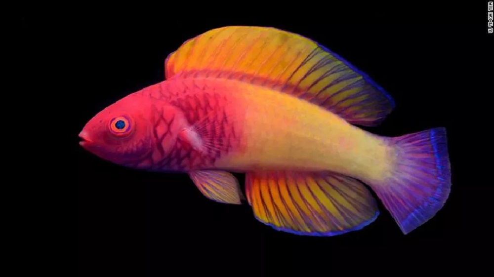 Cientistas descobrem nova espécie de peixe supercolorido que vive nas profundezas