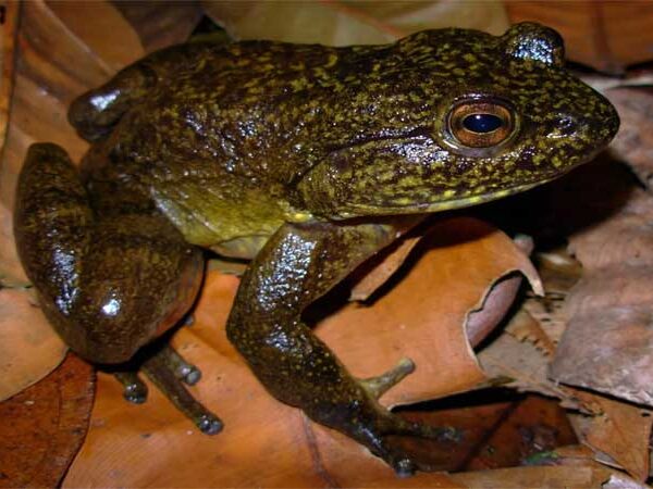 Duas novas rãs-gigantes-de-corredeira são descobertas na Mata Atlântica