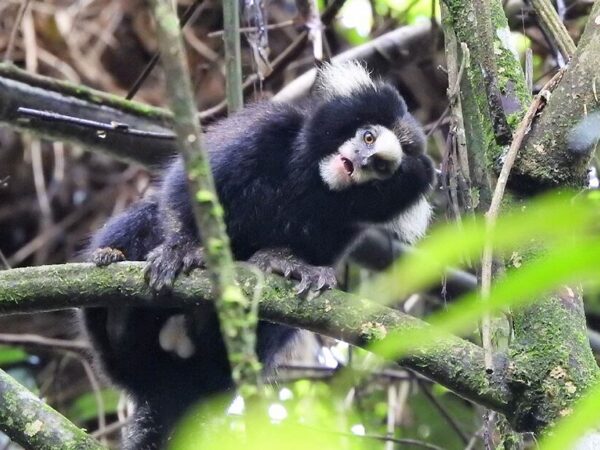 Primata em ameaça é registrado no Parque das Neblinas