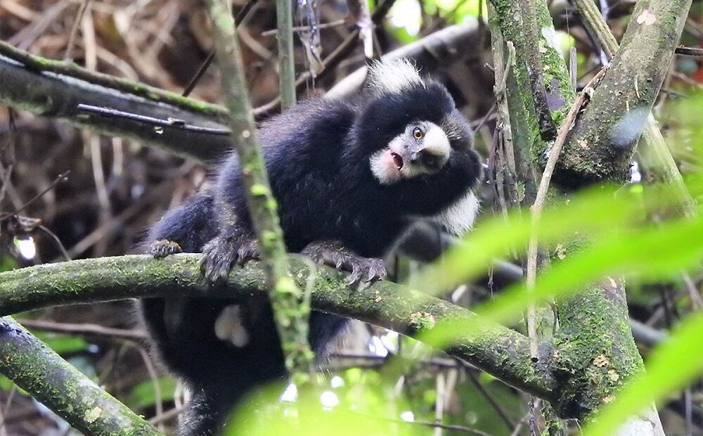 Primata em ameaça é registrado no Parque das Neblinas