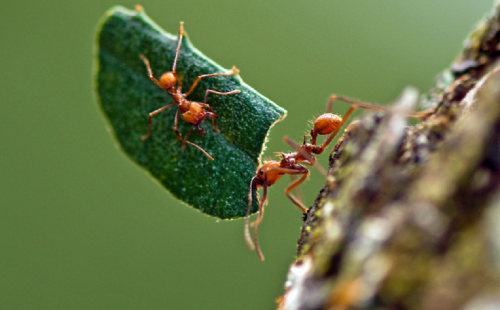 Formigas saúvas surgiram há 8,5 milhões de anos, indica estudo