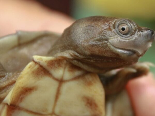 Espécie de tartaruga considerada extinta até 2002 pode ser salva